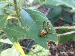 Mischocyttarus mexicanus cubicola