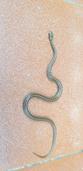 Zamenis lineatus