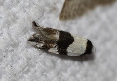 Zonopetala decisana
