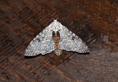 Hypercompe abdominalis