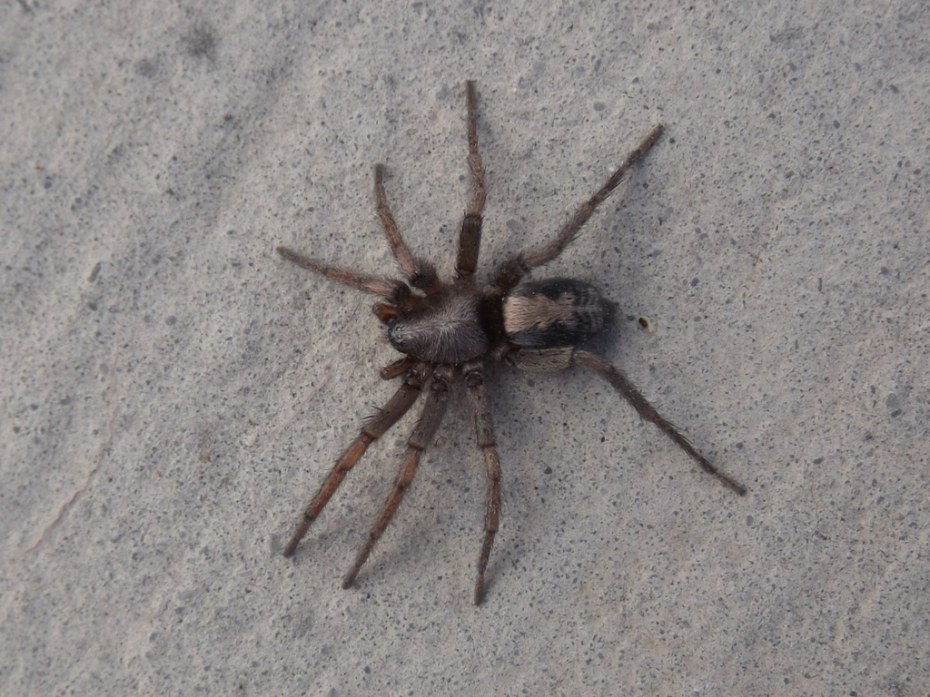 Herpyllus cockerelli