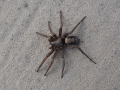 Herpyllus cockerelli