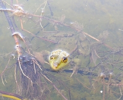 Pelophylax ridibundus