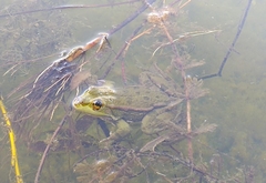 Pelophylax ridibundus