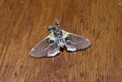 Apilocrocis novateutonialis