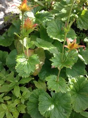 Geum calthifolium