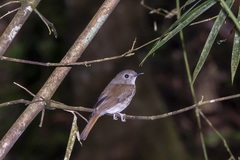 Cyornis ruficauda ruficrissa