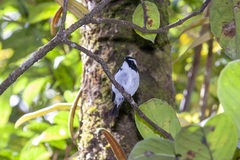 Ficedula westermanni