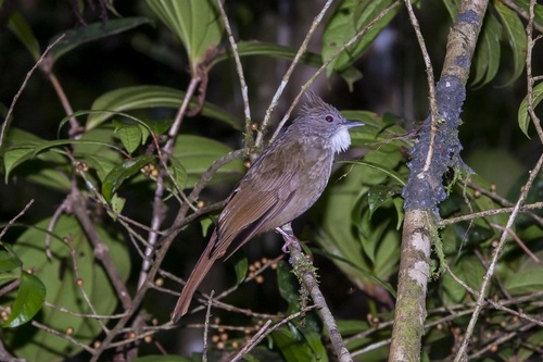 Penan Bulbul (Alophoixus ruficrissus)