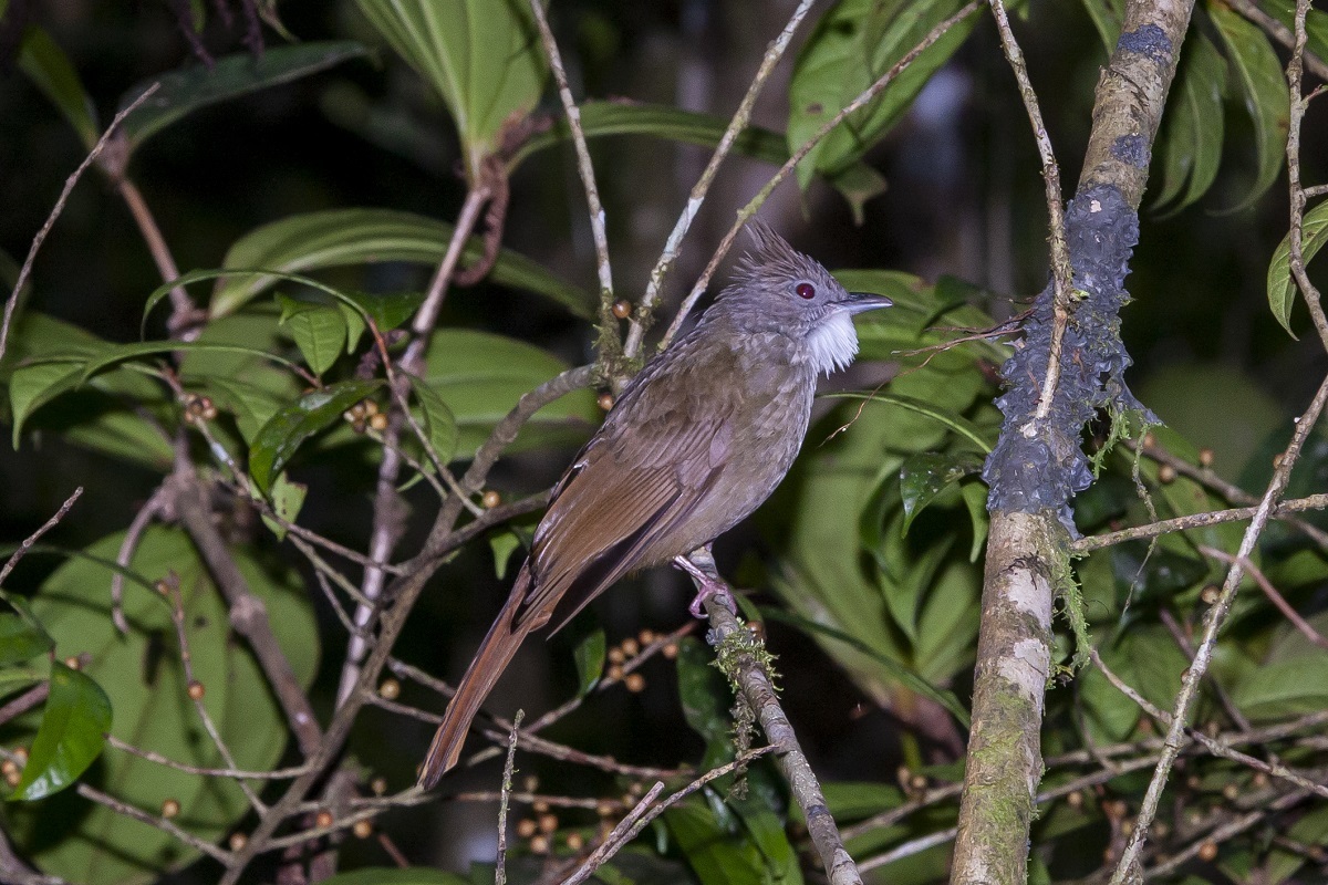 Penan Bulbul (Alophoixus ruficrissus)