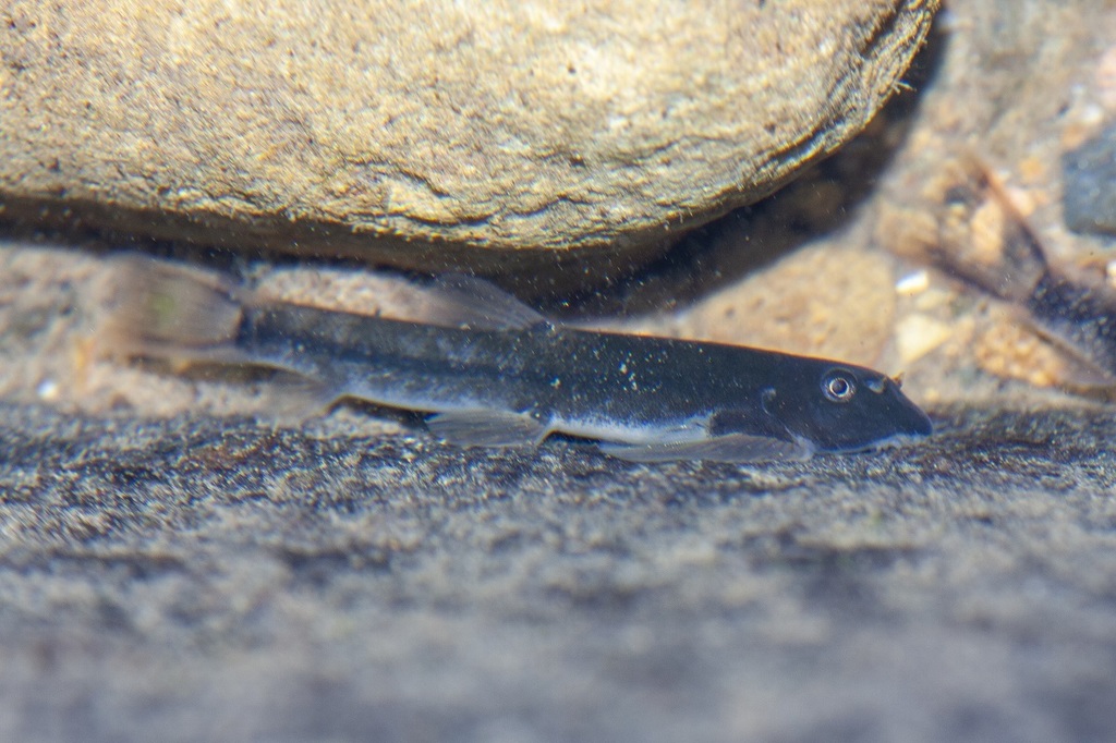 Whitehead's hillstream loach (Protomyzon whiteheadi) — Balitoridae