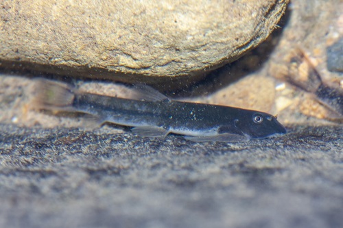 Whiteheads bergbeekloach (Protomyzon whiteheadi) — Balitoridae