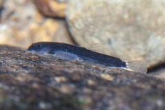 Protomyzon whiteheadi