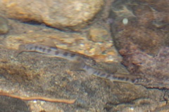 Glaniopsis hanitschi
