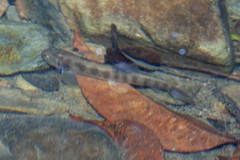 Glaniopsis hanitschi