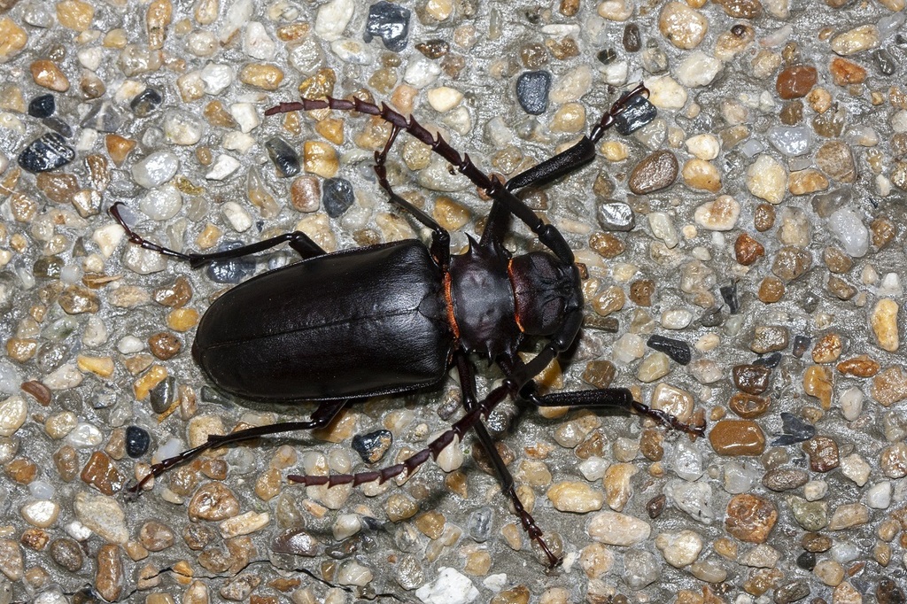 Dorysthenes planicollis