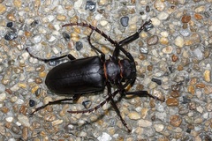 Dorysthenes planicollis