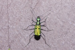 Cylindera