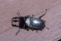 Dorcus reichei prosti