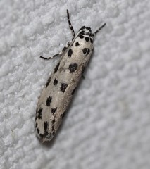 Ethmia sphaerosticha