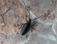 Derobrachus inaequalis