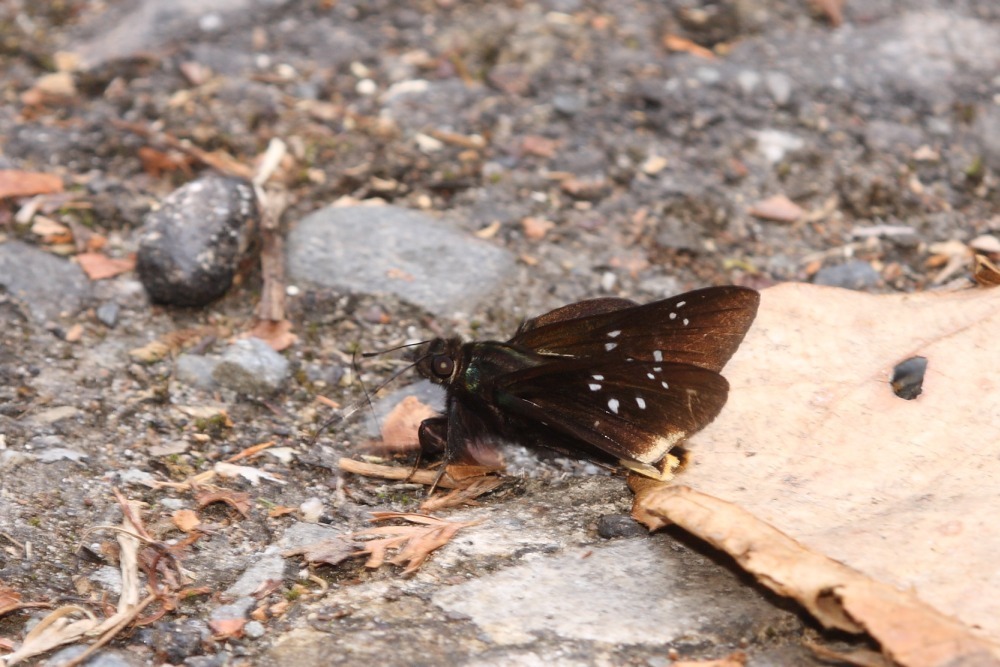 Skippers