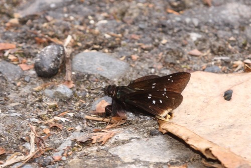 Skippers