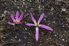 Colchicum montanum