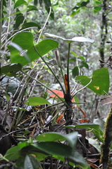 Anthurium roseospadix