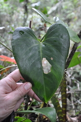 Anthurium roseospadix