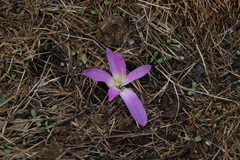 Colchicum montanum