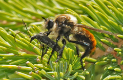 Laphria janus