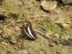 Adelpha