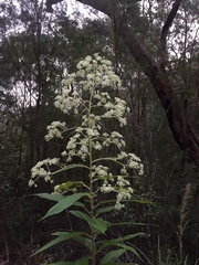 Astrotricha floccosa