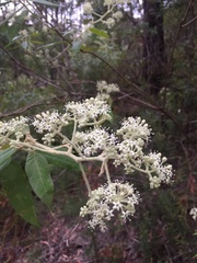 Astrotricha floccosa