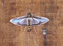 Diaphania elegans