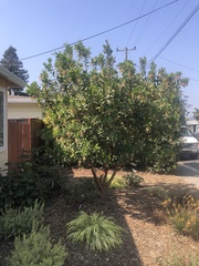 Arbutus × andrachnoides