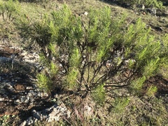 Senecio pinnatus
