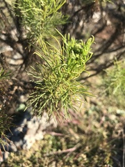 Senecio pinnatus