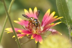 Dianthidium