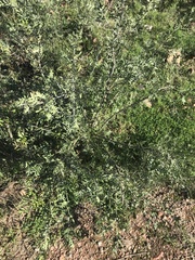 Schinus lentiscifolia