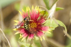 Dianthidium