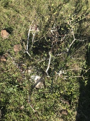 Myrrhinium atropurpureum