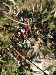 Myrrhinium atropurpureum