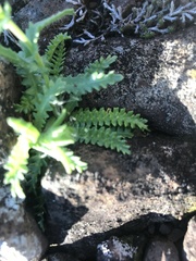 Perezia multiflora sonchifolia