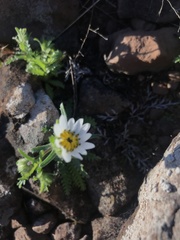 Perezia multiflora sonchifolia
