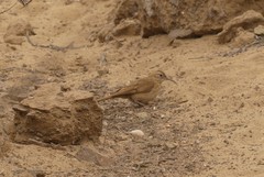 Upucerthia dumetaria