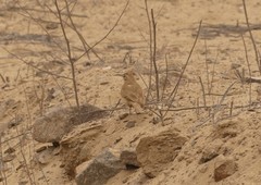 Upucerthia dumetaria