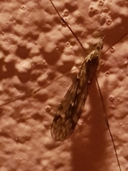 Tipula confusa