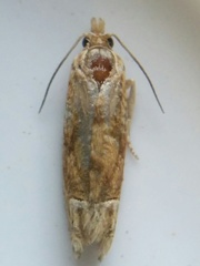 Eucosma ochrocephala